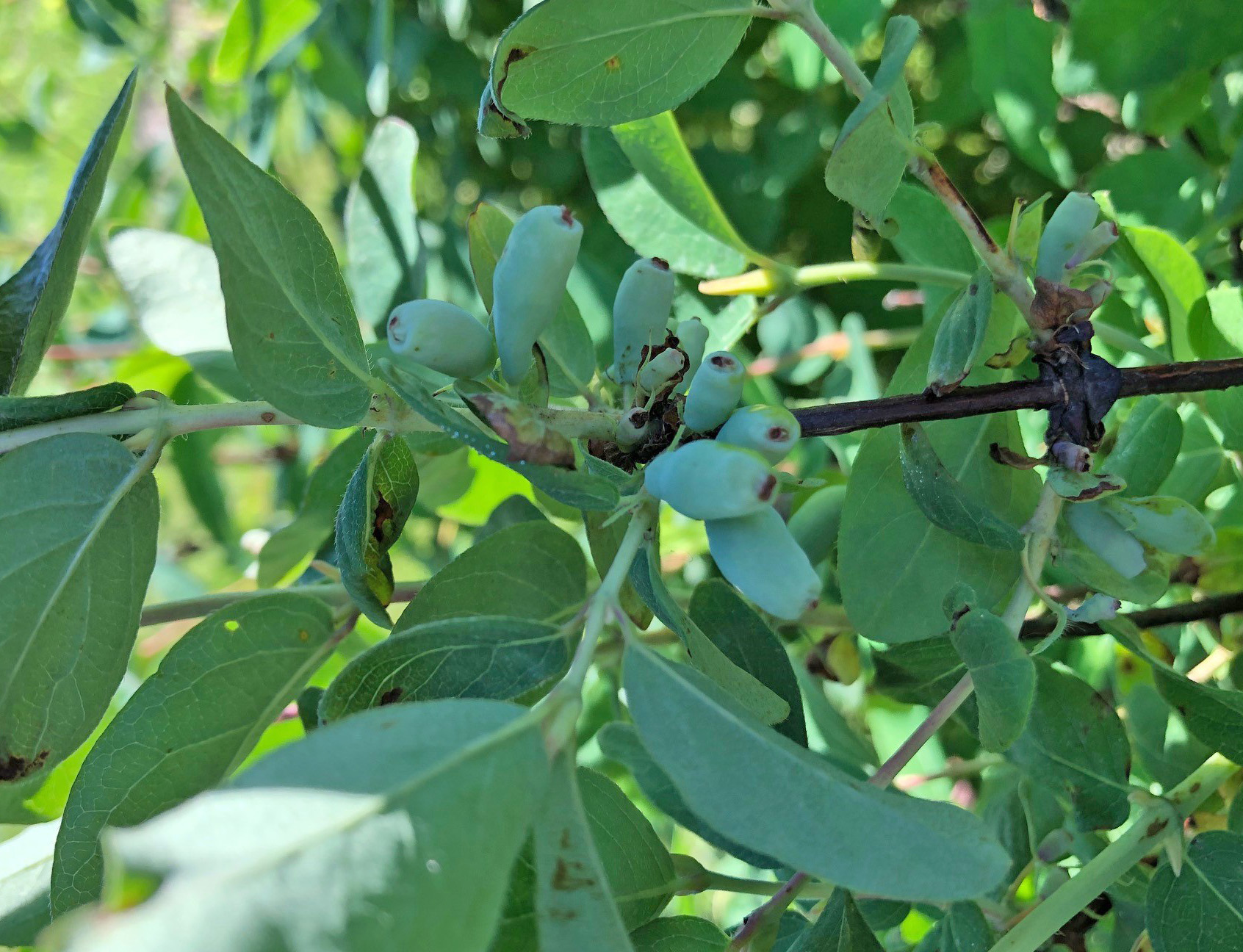 haskap fruitlets